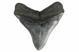 Fossil Megalodon Tooth - South Carolina #175968-2